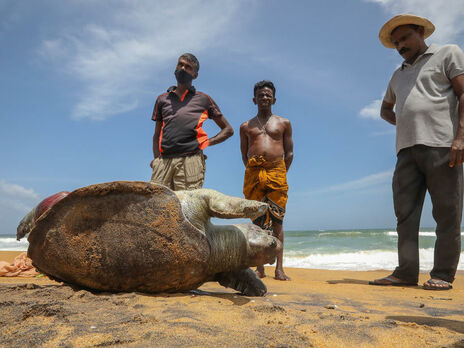 До берегів Шрі-Ланки вимило мертвих черепах, дельфінів і китів після пожежі на судні з хімікатами