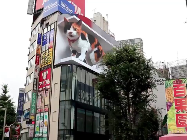 У Токіо встановили білборд із величезним нявкучим 3D-котом