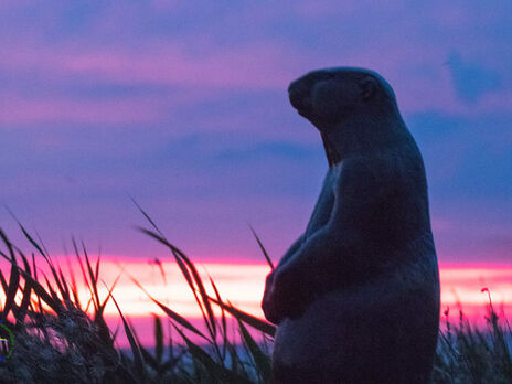 В Одесской области установили памятник байбаку