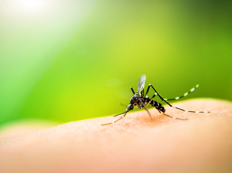 В Крыму после дождей началось нашествие комаров