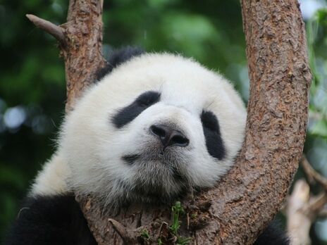 У Китаї заявили, що панди більше не перебувають під загрозою зникнення