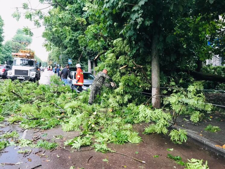 В Житомире из-за ветра и ливня повалены деревья и подтоплены улицы. На мужчину упало дерево