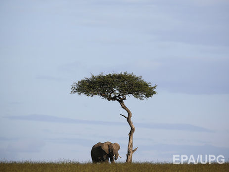 Всемирный фонд дикой природы: С 1970 года популяция животных в мире сократилась на 58%