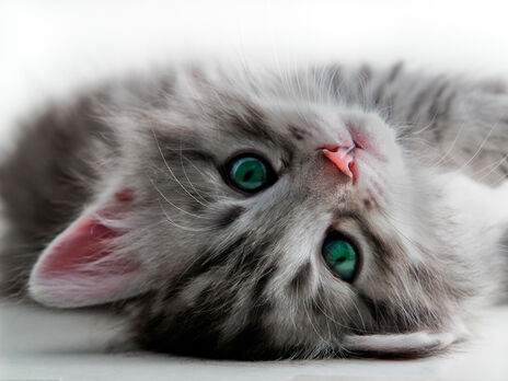 Как назвать котенка: идеи и правила