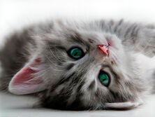 Как назвать котенка: идеи и правила