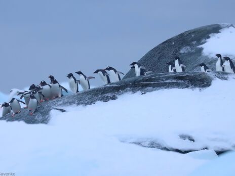 В околицях української станції в Антарктиді фіксують велике скупчення пінгвінів. Фоторепортаж