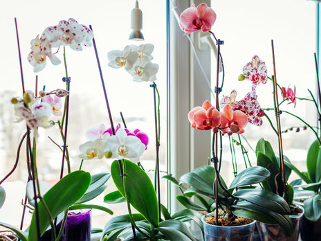 Як доглядати за домашньою орхідеєю