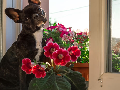 Глоксиния: уход в домашних условиях, размножение и пересадка