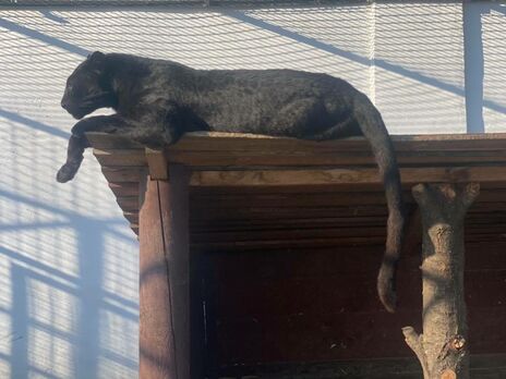 В экопарке в Полтавской области пантера напала на ветеринара