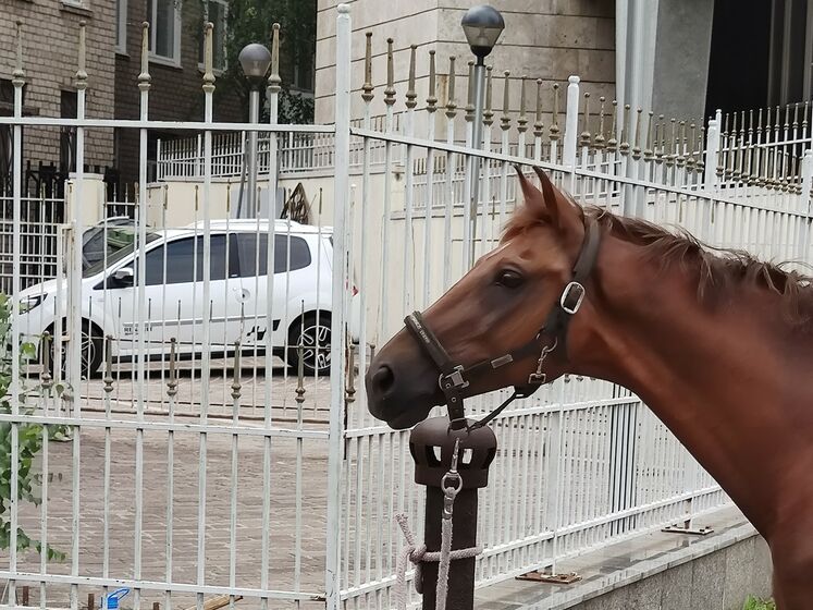 У Дніпрі біля міськради встановили "парковку" для коней
