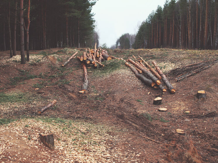 ГБР разоблачило шестерых сотрудников лесхозов в незаконной вырубке леса в двух областях