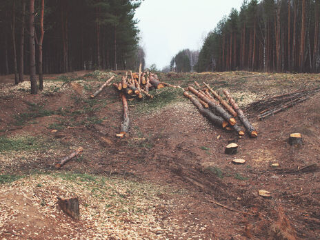 ДБР викрило шістьох співробітників лісгоспів у незаконному вирубуванні лісу у двох областях