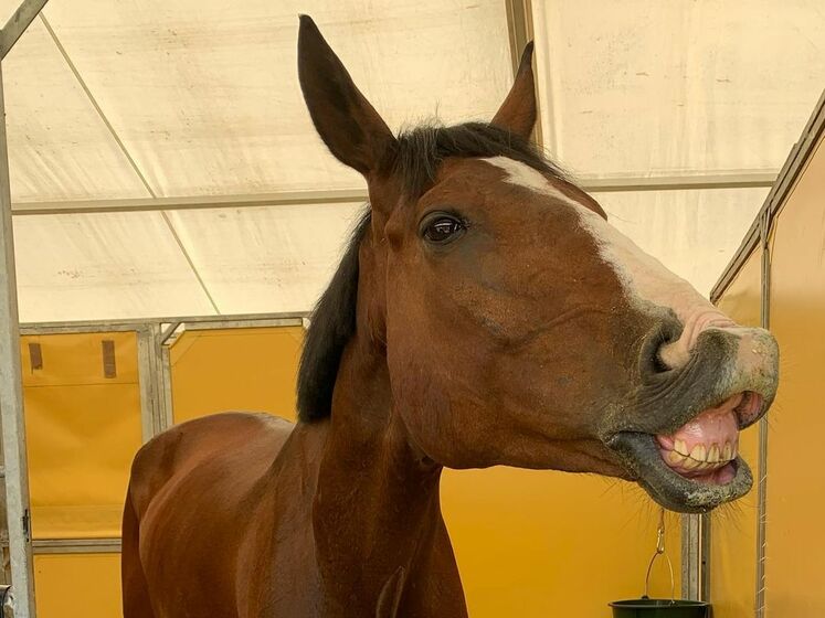 Олімпіада 2020. Ветеринарам довелося приспати коня швейцарського жокея через травму