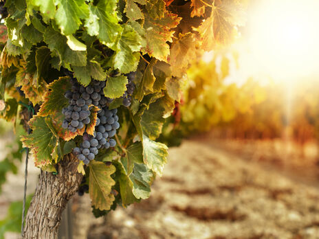 Обрезка винограда осенью должна осуществляться в том случае, если кусты винограда на зиму планируется укрывать