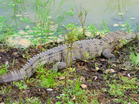Свидетели заметили крокодила, когда он ел утку