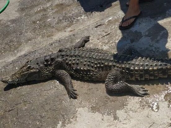 Крокодила, который неизвестно откуда взялся в Херсонской области, достали из водоема. Он погиб