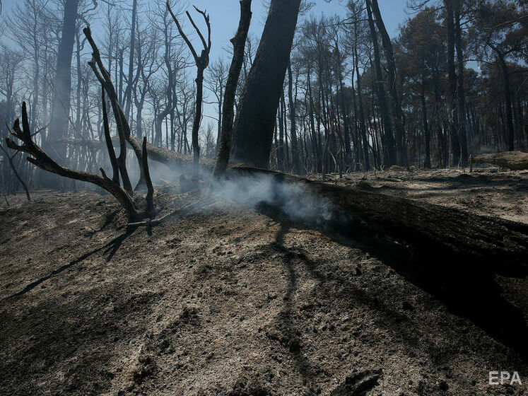В Греции за 10 дней сгорело более 56 тыс. гектаров леса