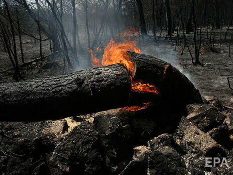 В Алжирі спалахнули лісові пожежі, відомо про кількох загиблих