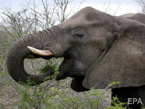 Слони йдуть на південь. У Китаї евакуювали понад 150 тис. осіб зі шляху знаменитого стада мандрівних слонів