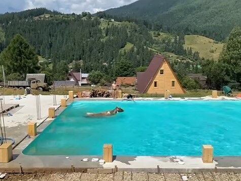 "Передивилася Олімпіади". У Карпатах корова стрибнула в басейн із відпочивальниками. Відео