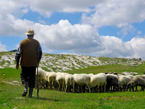 В Грузии ударом молнии убило стадо овец