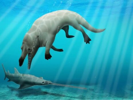 У Єгипті виявили останки чотирилапого кита, який жив приблизно 43 млн років тому. Його череп схожий на голову давньоєгипетського бога мертвих Анубіса