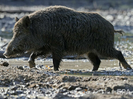 В Харьковской области обнаружили африканскую чуму свиней, в очаге объявили карантин