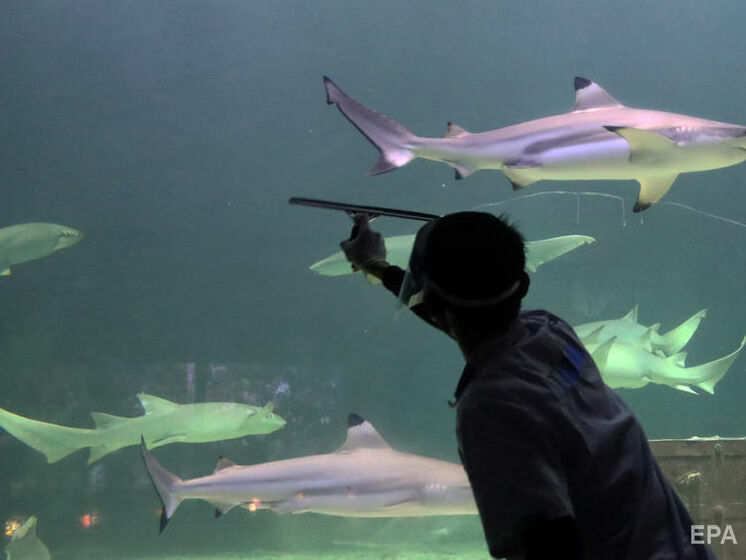 В Австралии акула напала на серфера, мужчина погиб