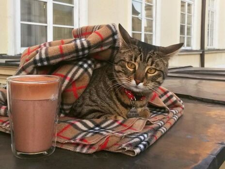 Загубився кіт Левчик зі Львівської ратуші, якого називають котячим мером Львова
