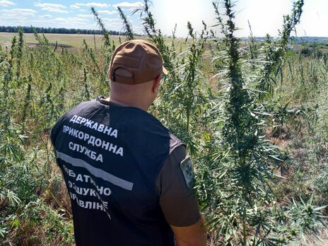 У Донецькій області прикордонники виявили плантацію конопель із 200 тис. кущів