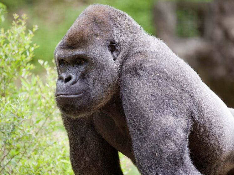 В США COVID-19 обнаружили у содержащихся в зоопарке горилл