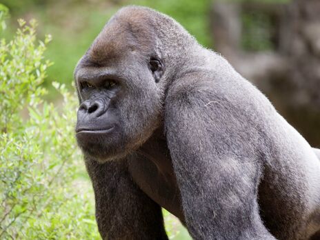 Інфекцію виявили у 13 горил