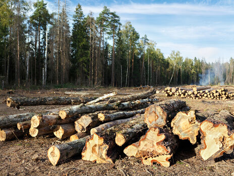 Ажиотажный спрос на украинскую древесину не ожидается, считают в Гослесагентстве