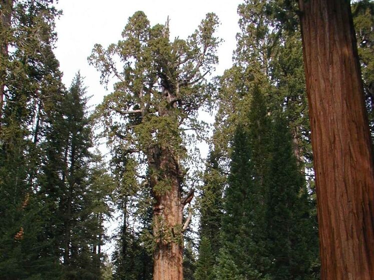 В США пожарные обернули самое большое дерево в мире в одеяло, чтоб спасти от пожара
