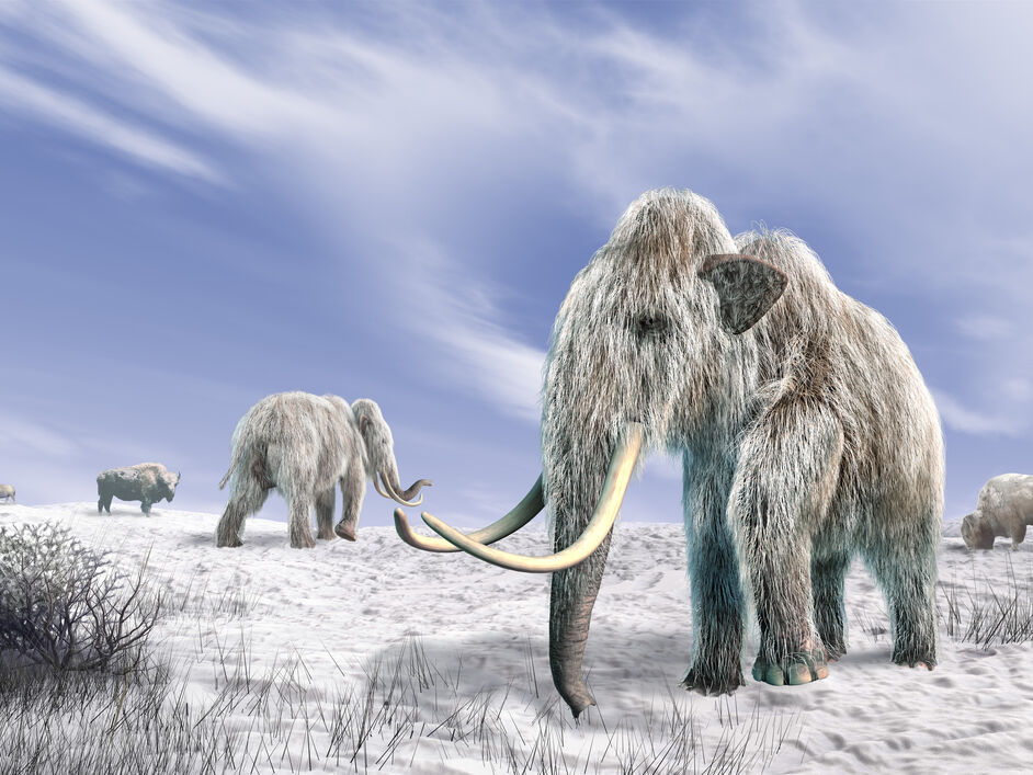 American geneticists are going to create a hybrid of an elephant and a mammoth / GORDON