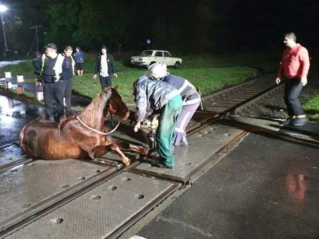 В Волынской области остановили поезд ради спасения коня