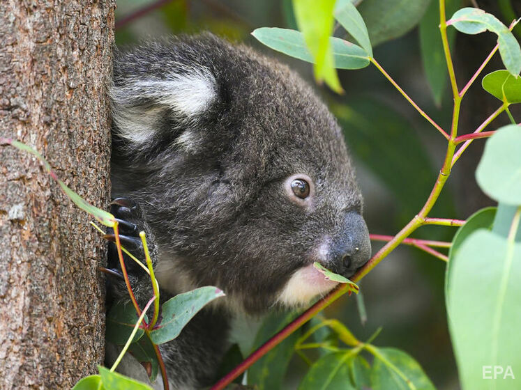 В Австралии численность коал за три года сократилась на 30%