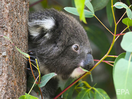 В Австралії кількість коал за три роки скоротилася на 30%