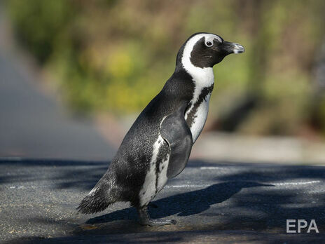 Африканские пингвины населяют побережье ЮАР и Намибии