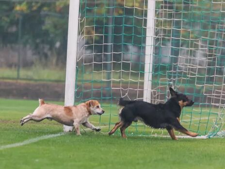 Собаки и лошадь чуть не сорвали отборочный матч Дефлимпийских игр под Полтавой. Фото, видео