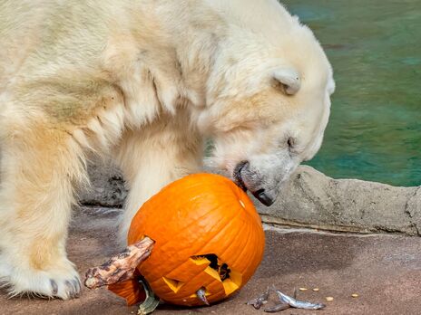 У США приспали найстарішого білого ведмедя Північної Америки