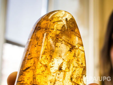 Во время заседания Ровенского облсовета произошла драка, вмешалась полиция