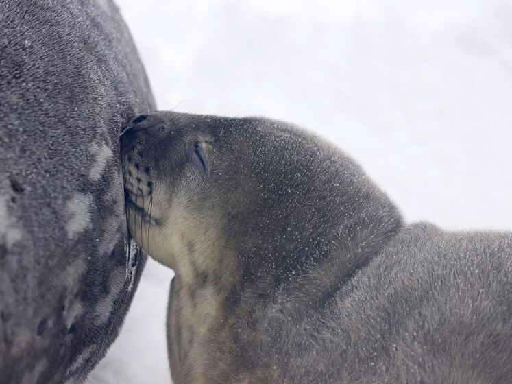 Біля української антарктичної станції народилися тюленята, вижили не всі
