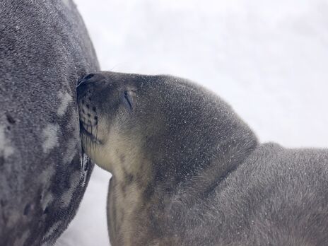 Возле украинской антарктической станции родились тюленята, выжили не все