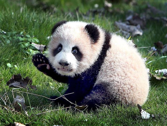 В китайском центре детеныш гигантской панды впервые вышел на прогулку. Видео