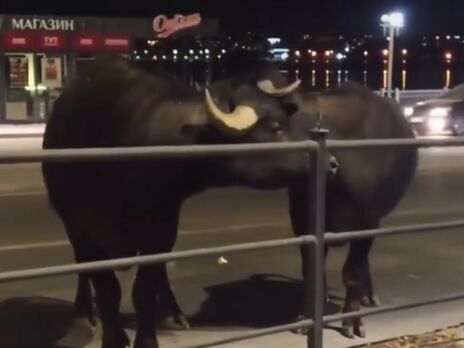 В Тернополе ночью ловили сбежавших буйволов. Видео