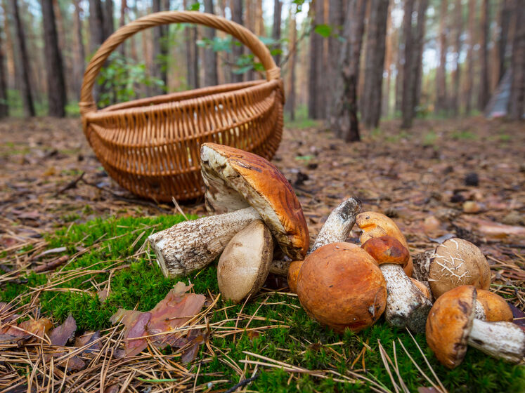У Кіровоградській області двоє людей на смерть отруїлися грибами