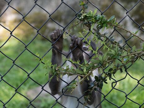 В Луцком зоопарке во время пожара погибло семейство обезьян