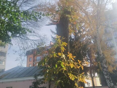 В Кременчуге умерла девочка, на которую упало дерево в детском саду
