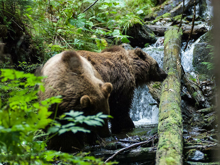 Міністерство захисту довкілля України ухвалило план щодо збереження бурого ведмедя